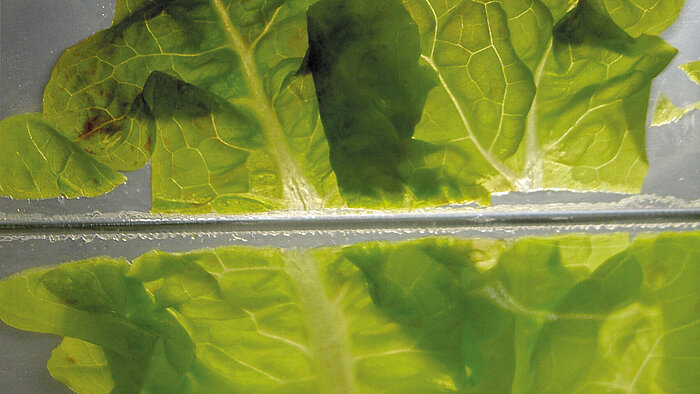 Lettuce leaf in packaging is displaced from the joining zone during the welding process